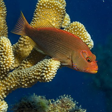 Arc-eye Hawkfish (Paracirrhites arcatus) resting on Antler Coral (Pocillopora eydouxi) off Kauai, Hawaii, during the spring, Kauai, Hawaii, United States of America