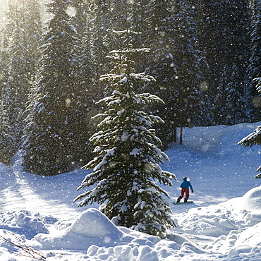 Snowboarding on a run at Sun Peaks ski resort with sparkling snow falling, Kamloops, British Columbia, Canada