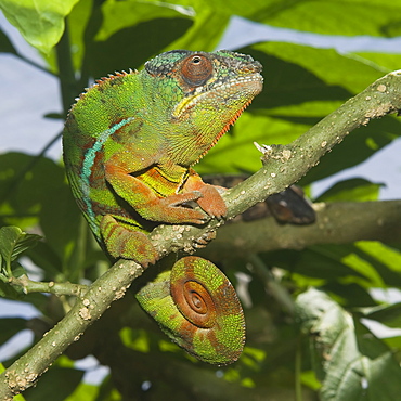 Panther chameleon (Furcifer pardalis), Madagascar, Africa 