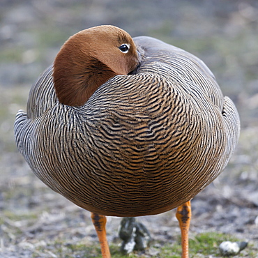 Ruddy-headed goose (Chloephaga rubidiceps), Sea Lion Island, Falkland Islands, South America