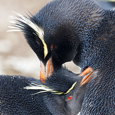 Rockhopper penguin (Eudyptes chrysocome) mutual preening behaviour, Rockhopper Point, Sea Lion Island, Falkland Islands, South America