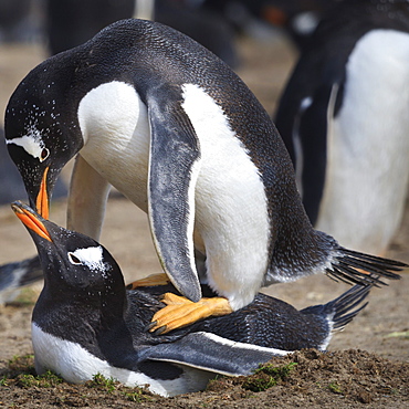 Rockhopper penguins (Eudyptes chrysocome) mate during breeding season, Sea Lion Island, Falkland Islands, South America