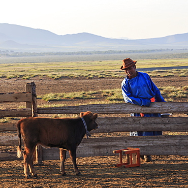 Man in traditional blue deel and hat leans on fence and talks to calf dawn in summer, Nomad camp, Gurvanbulag, Bulgan, Mongolia, Central Asia, Asia