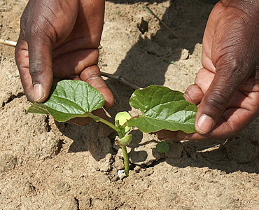 Zambia green velvet bean seedling, lusaka