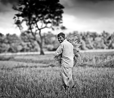 Wheat farmer, Sri Lanka, Asia