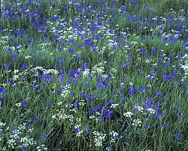 Carpet of bluebells in long grass, United Kingdom, Europe