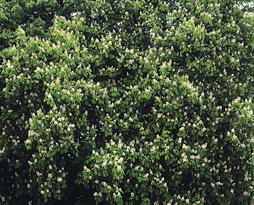 Chestnut Tree blossom, United Kingdom, Europe