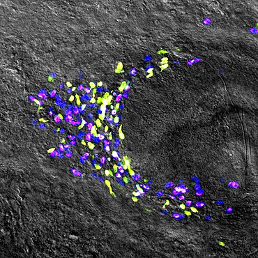 Planarian Stem Cell Colony