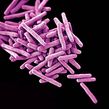 Drug-Resistant Mycobacterium tuberculosis