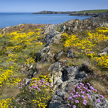 Pink sea thrift (Armeria maritima) and yellow birdsfoot trefoil (Lotus corniculatus) wildflowers on the Anglesey Coastal path looking to Point Lynas Lighthouse in spring, near Amlwch, Isle of Anglesey, North Wales, United Kingdom, Europe