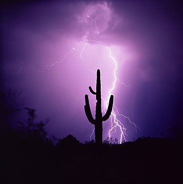 Cactus silhouetted against lightning, Tucson, Arizona, United States of America (U.S.A.), North America