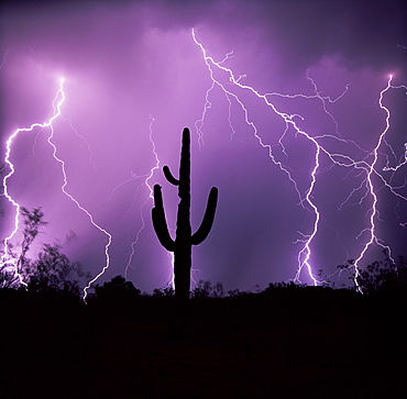 Cactus silhouetted against lightning, Tucson, Arizona, United States of America (U.S.A.), North America