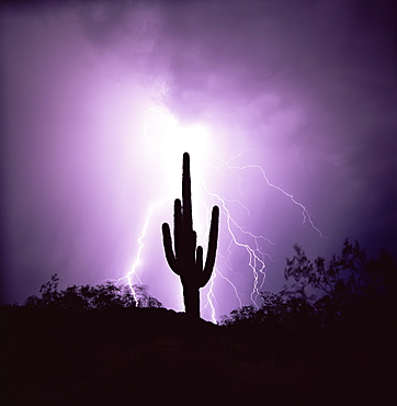 Cactus silhouetted against lightning, Tucson, Arizona, United States of America (U.S.A.), North America