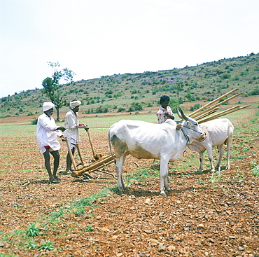 Farmers and buffalo, Karnataka, India, Asia