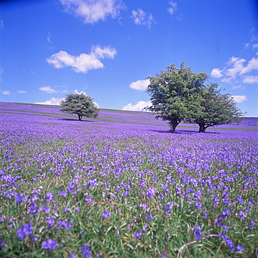 Bluebells, Dartmoor, Devon, England, United Kingdom, Europe