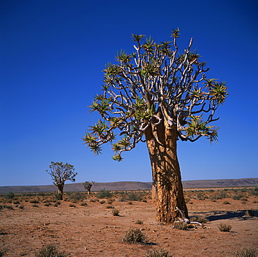 The Quivertree or Kokerboom in flower (Aloe Dichotoma), Namibia, Africa