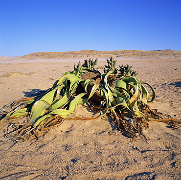 Welwitschia mirabilis, the famous fossil plant, a desert succulent, Namib-Naukluft Park, Namibia, Africa