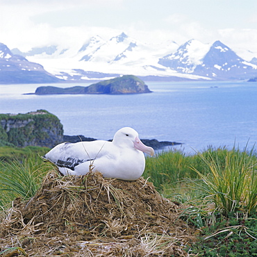 Clsoe-up of a Wandering Albatross on nest, Prion Island, South Georgia, Atlantic