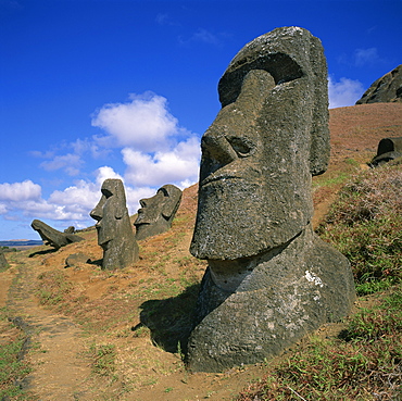 Moai statues carved from crater walls, on the southern slopes of Volcan Rano Raraku, the birthplace of the moai, Easter Island (Rapa Nui), UNESCO World Heritage Site, Chile, South America