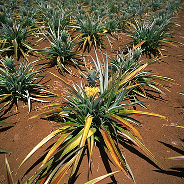 Pineapple crop, Easter Island (Rapa Nui), Chile, South America