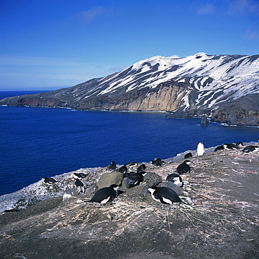 Chinstrap penguins on the rocks on the coast of Deception Island on the Antarctic Peninsula, Antarctica, Polar Regions