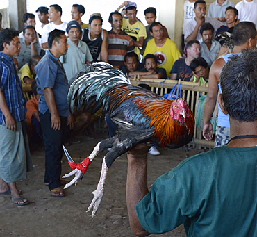 Cockfighting, Bali, Indonesia, Southeast Asia, Asia