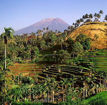 View of Gunung Agung from the rice fields of Karangasem, Bali, Indonesia, Southeast Asia, Asia 