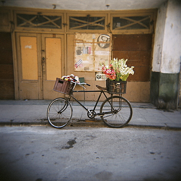 Bicycle with flowers in basket, Havana Centro, Havana, Cuba, West Indies, Central America