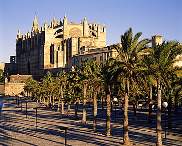 The Christian cathedral, with palm trees in the foreground, Palma, Mallorca (Majorca), Balearic Islands, Spain, Mediterranean, Europe