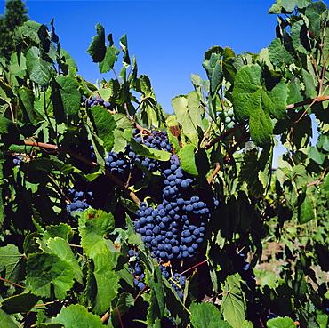 Ripe grapes on vine, Napa Valley, California, USA