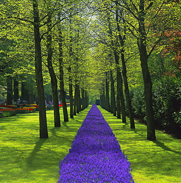 Keukenhof gardens, near Amsterdam, Holland (The Netherlands), Europe