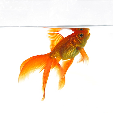 Goldfish swimming just below the surface of the water