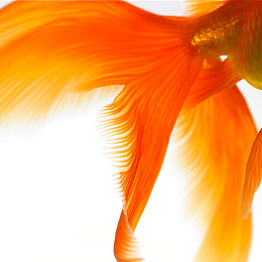 Close-up of a goldfish tail