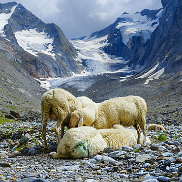 Tiroler Bergschaf (Tyrolean Mountain Sheep also called Pecora Alina Tirolese) on its mountain pasture (Shieling) in the Oetztal Alps (Obergurgl, Hohe Mut, Gaisbergtal). Europe, Asutria, Tyrol