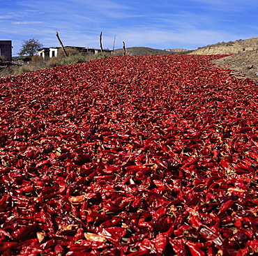 Chilli peppers drying next to Highway 1, Baja, Mexico, North America