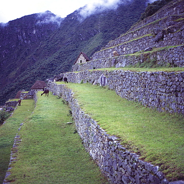 Llamas eat grass near the main entrance of Machu Picchu, UNESCO World Heritage Site, Peru, South America