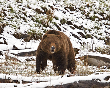 Grizzly bear (Ursus arctos horribilis) in the snow in the spring, Yellowstone National Park, Wyoming, United States of America, North America