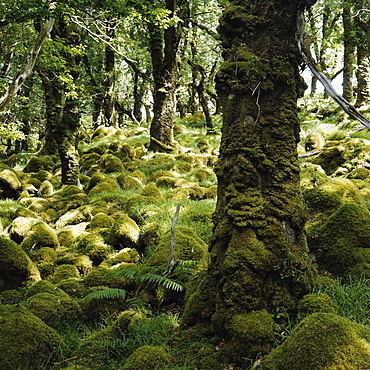 Derrycunnihy Oak Woods, County Kerry, Munster, Republic of Ireland (Eire), Europe