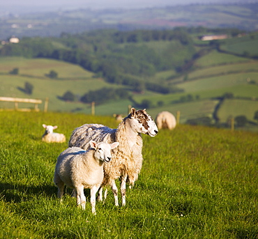 Ewe and lamb in a field in Devon, England, United Kingdom, Europe