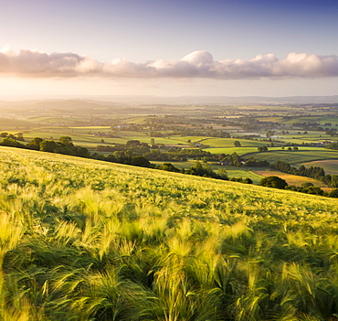 Golden ripened corn growing in a field in rural Devon, England, United Kingdom, Europe