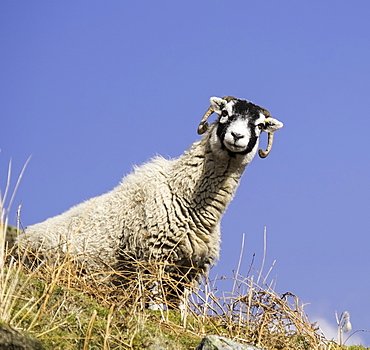 Close up of the traditional black faced Swaledale sheep found throughout the Yorkshire Dales, Yorkshire, England, United Kingdom, Europe