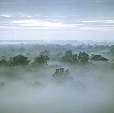 Tropical rain forest at dawn, Raleighvallen Voltzberg National Park, Suriname, South America