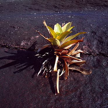 Brocchinia tatei (Bromeliaceae), Mount Roraima summit, Venezuela, South America