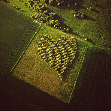 Aerial image of heart shape orchard, near Huish Hill earthwork, Oare, Wiltshire, England, United Kingdom, Europe