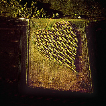 Aerial image of heart shape orchard, near Huish Hill earthwork, Oare, Wiltshire, England, United Kingdom, Europe