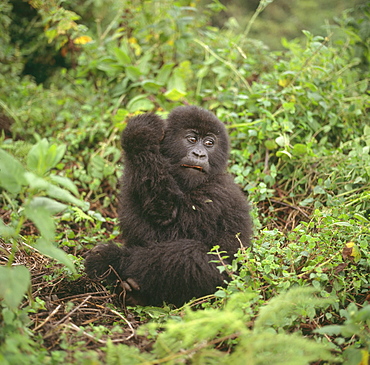 Mountain Gorilla (Gorilla gorilla beringei) juvenile, Virunga Volcanoes, Rwanda, Africa