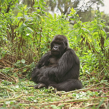 Mountain Gorillas (Gorilla gorilla beringei) blackback male, Virunga Volcanoes, Rwanda, Africa