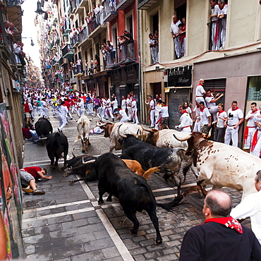 Eighth and last Encierro (running of the bulls), San Fermin festival, Pamplona, Navarra (Navarre), Spain, Europe