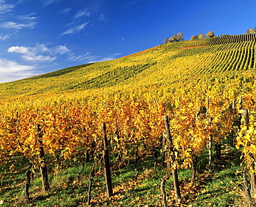 Vineyards in autumn near Uhlbach, Baden-Wuerttemberg, Germany, Europe