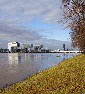 View over the polder meadows on the left bank of the Rhine River and the Kranhaus buildings at the Rheinauhafen harbour during high water, Rhine River, Cologne, North Rhine-Westphalia, Germany, Europe